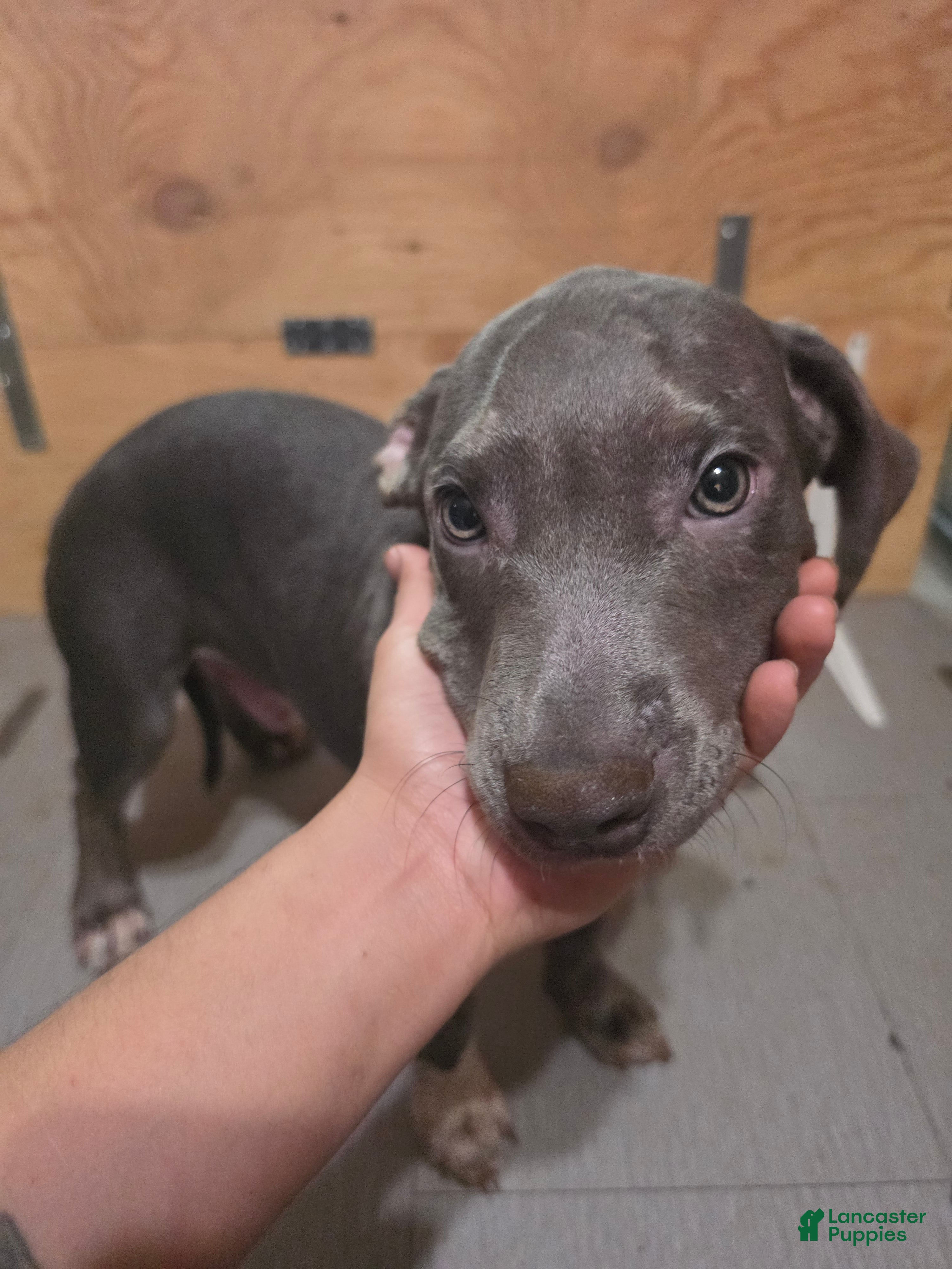 American Bully dogs for sale: American Bully 2 Male - Ad 2