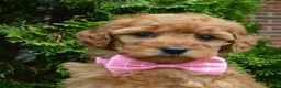 Mini Goldendoodle dogs for sale: Mini Gabby - Ad 19