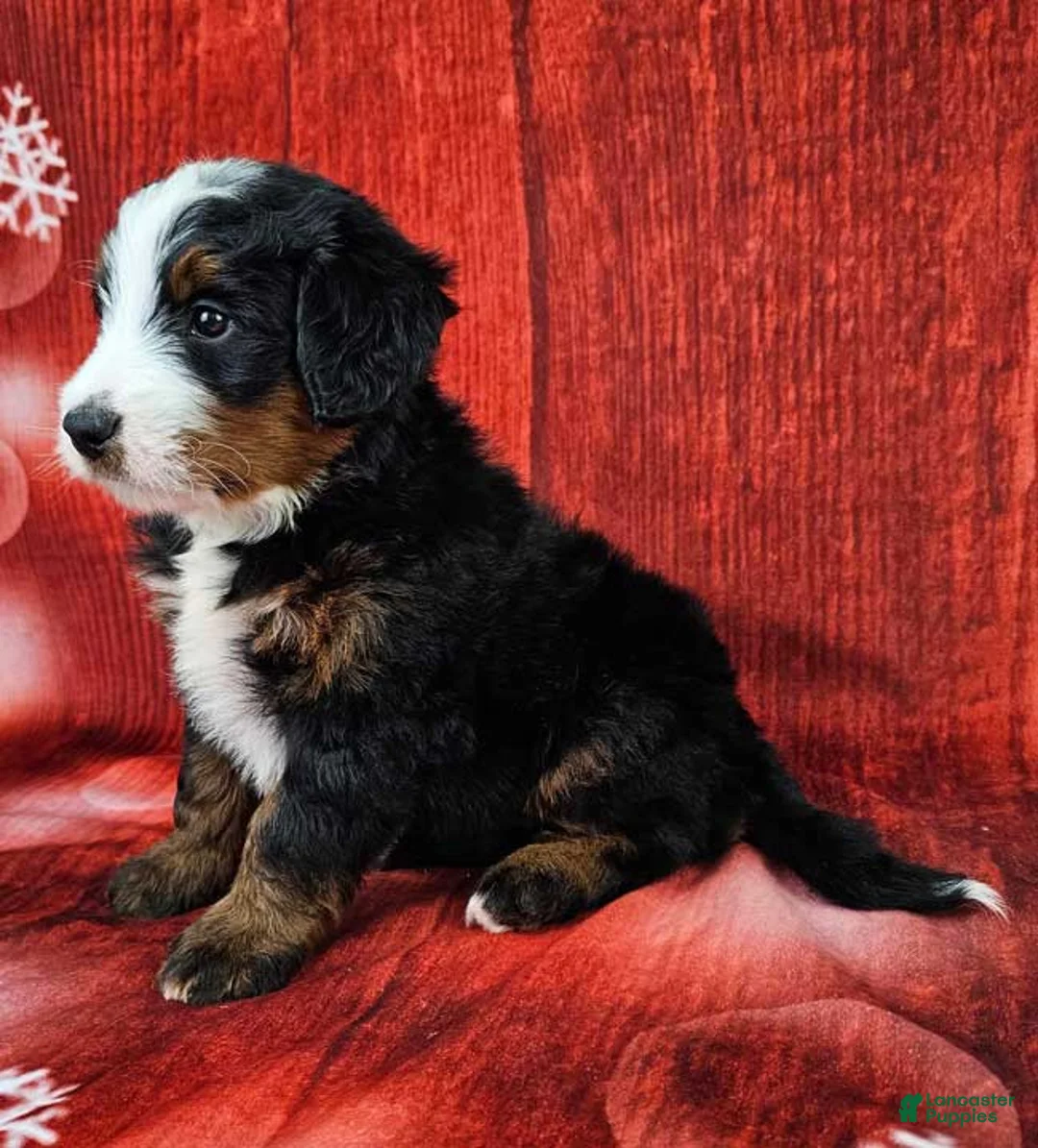 Mini Bernedoodle dogs for sale: Tiago - Ad 3