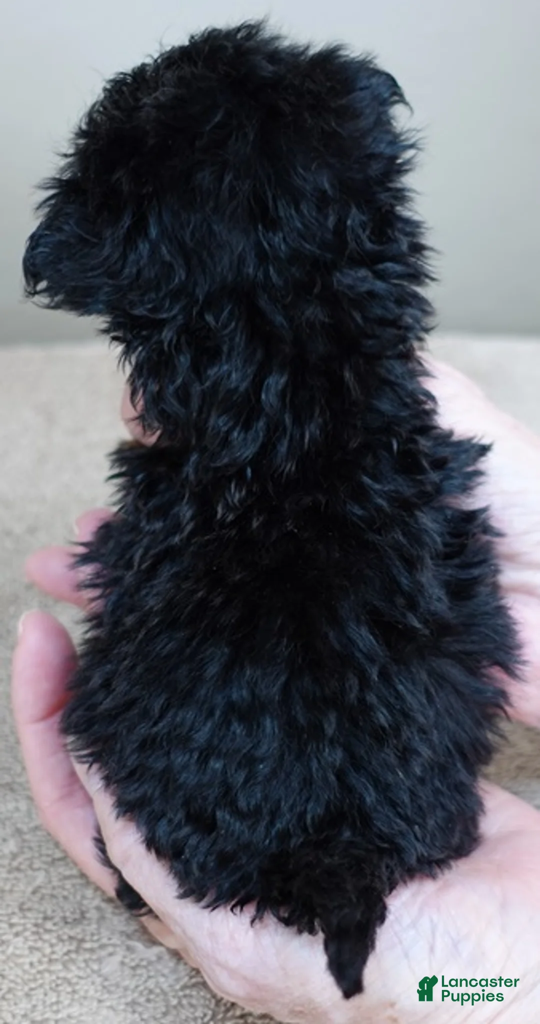 Maltipoo dogs for sale: Aurora - Ad 12