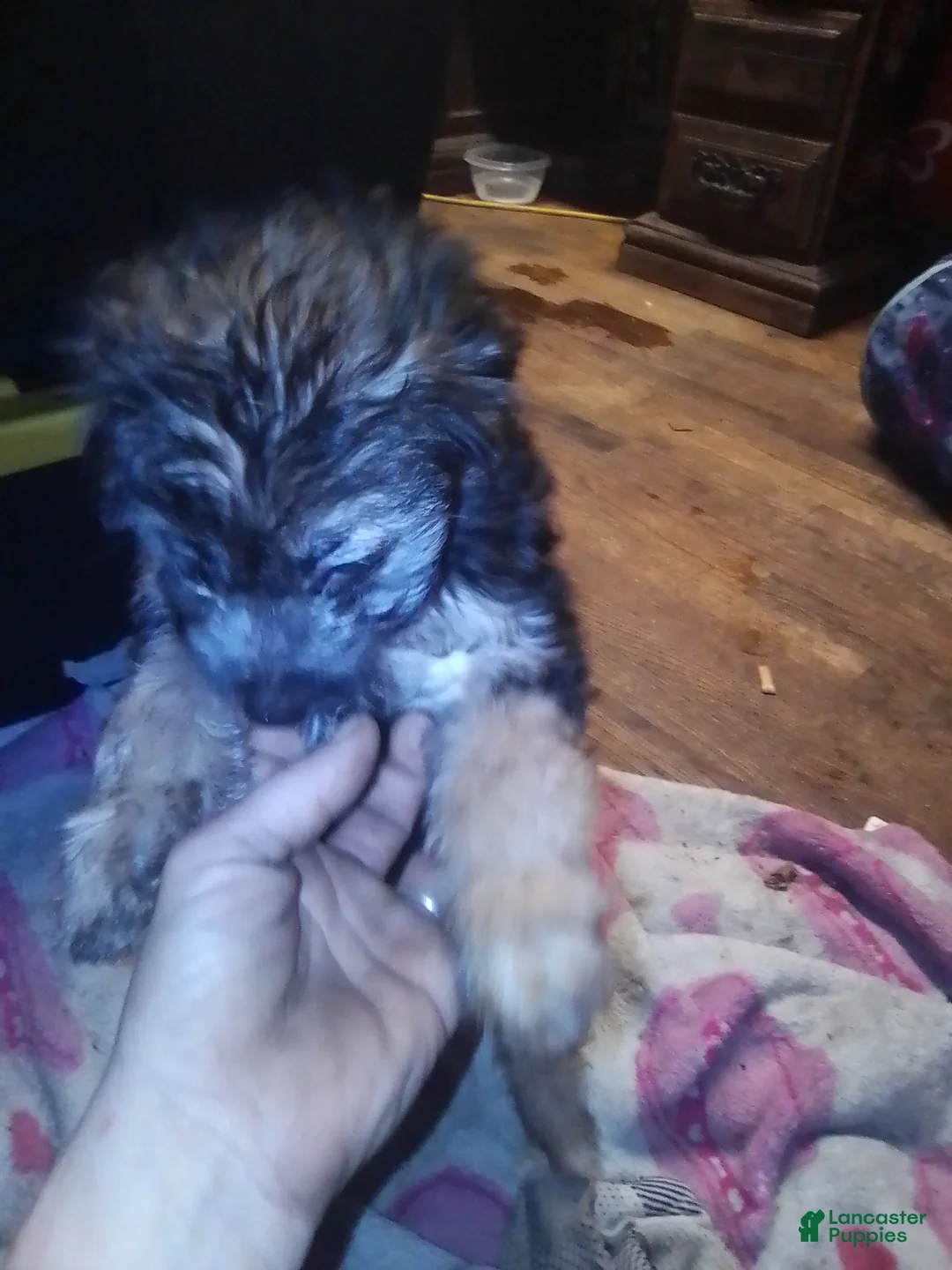 Mini Aussiedoodle dogs for sale: Mini Aussiedoodle Puppy 4 - Ad 4