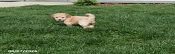 Bichpoo dogs for sale: Brooklyn - Ad 2