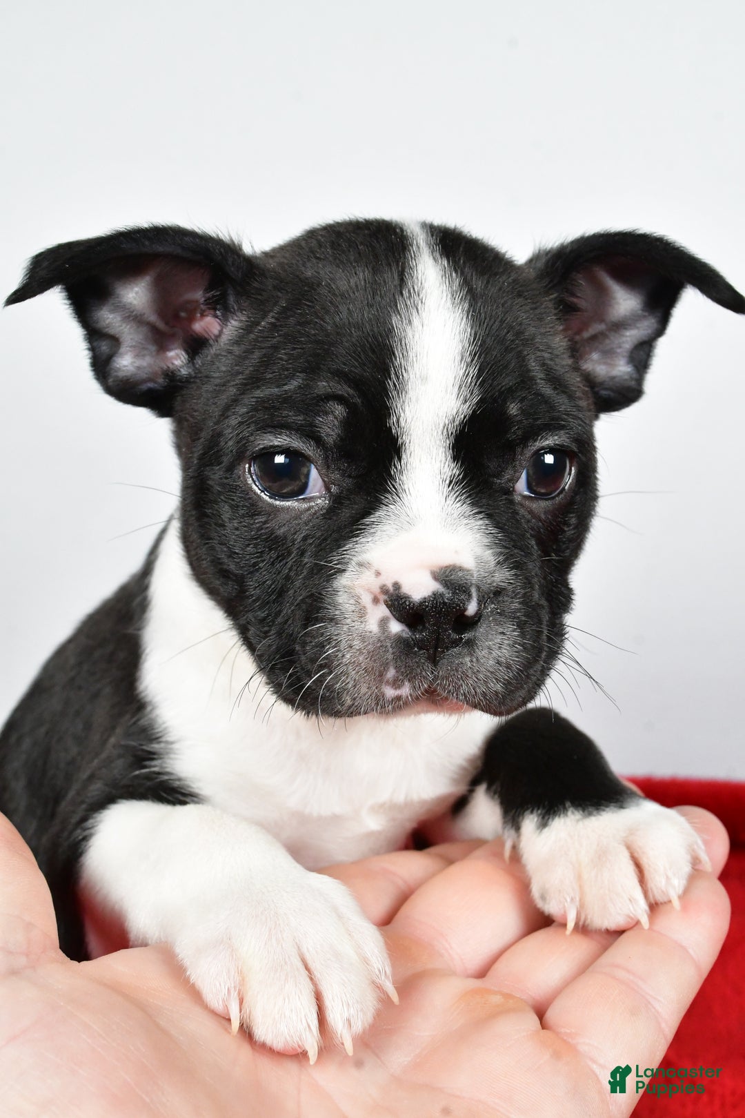 Boston Terrier dogs for sale: Scott - Ad 8