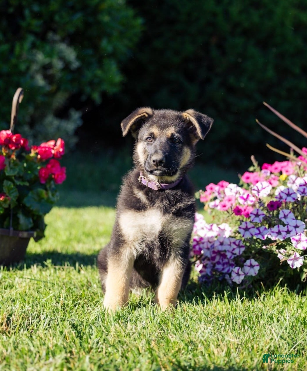 German Shepherd dogs Ranger - Ad 2