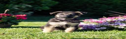 German Shepherd dogs for sale: Ranger - Ad 2
