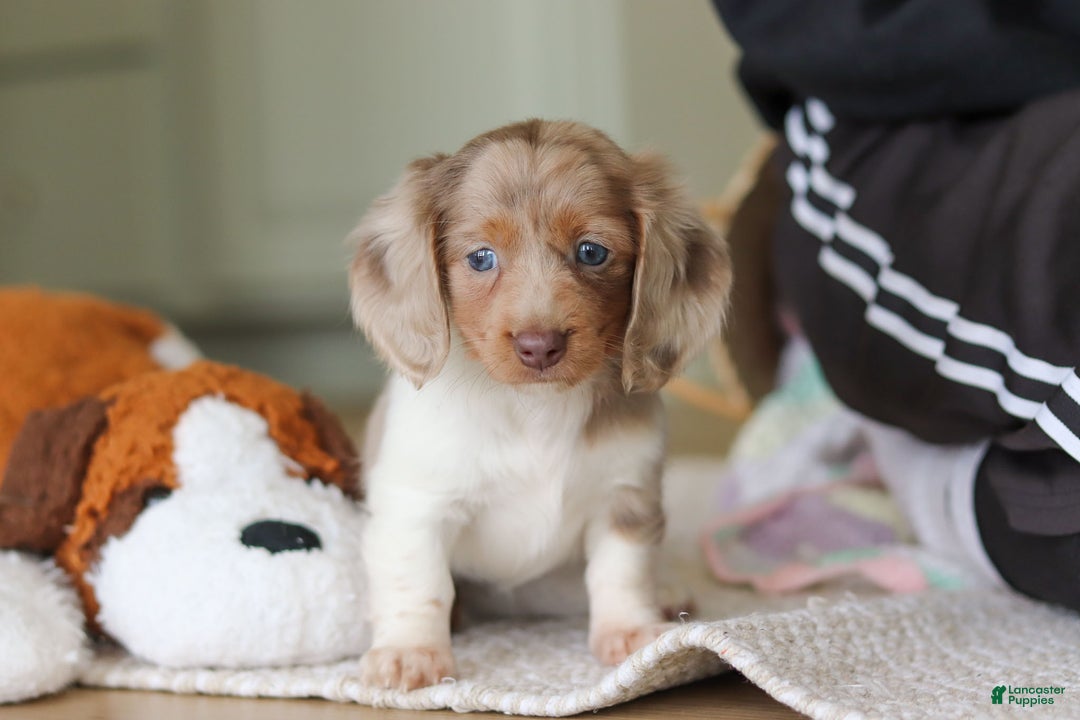 Miniature Dachshund dogs for sale: Skye - Ad 6