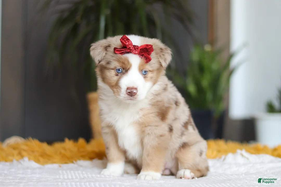 Australian Shepherd dogs for sale: Coogee - Ad 4