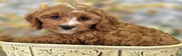 Cavapoo dogs for sale: Blizzard - Ad 4