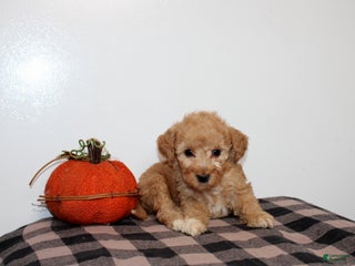 Mini Goldendoodle dogs - Ad 38