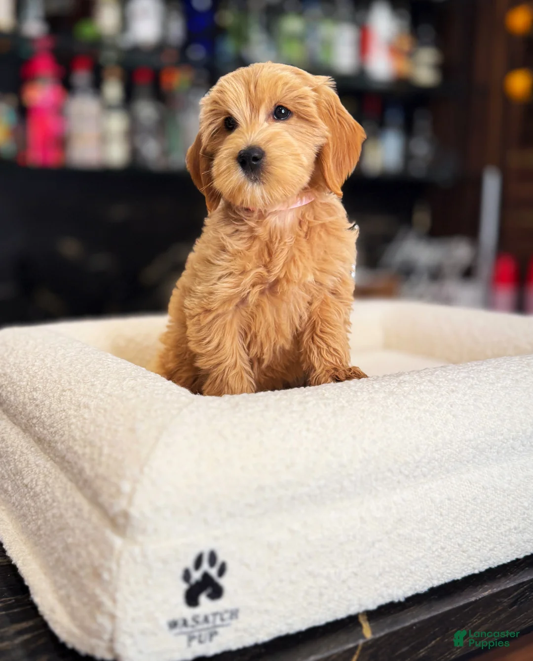 Goldendoodle dogs for sale: Lady - Ad 1