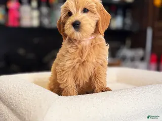 Goldendoodle dogs for sale: Lady - Ad 1