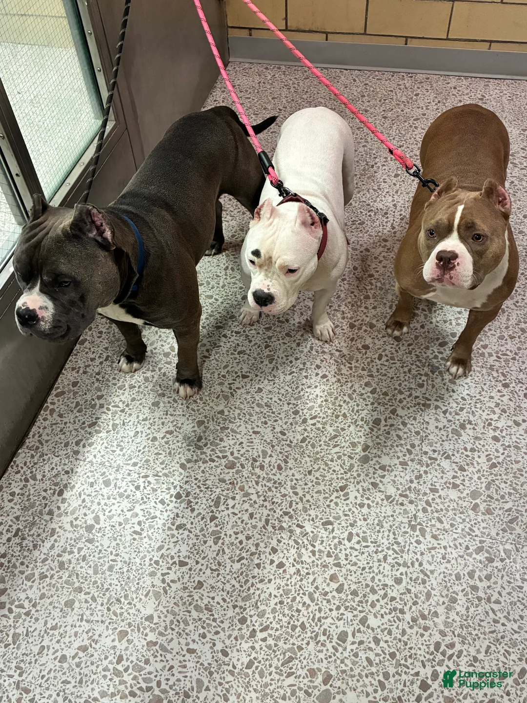 Gallery Image {{count}}