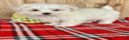 Maltese dogs for sale: Oscar - Ad 3