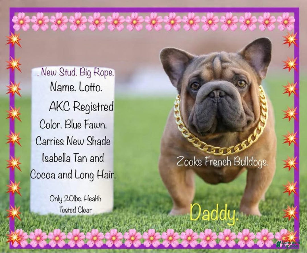 French Bulldog dogs for sale: Leon - Ad 3