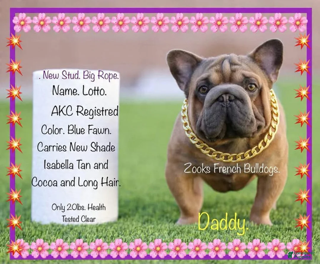 French Bulldog dogs for sale: Roseanna - Ad 3