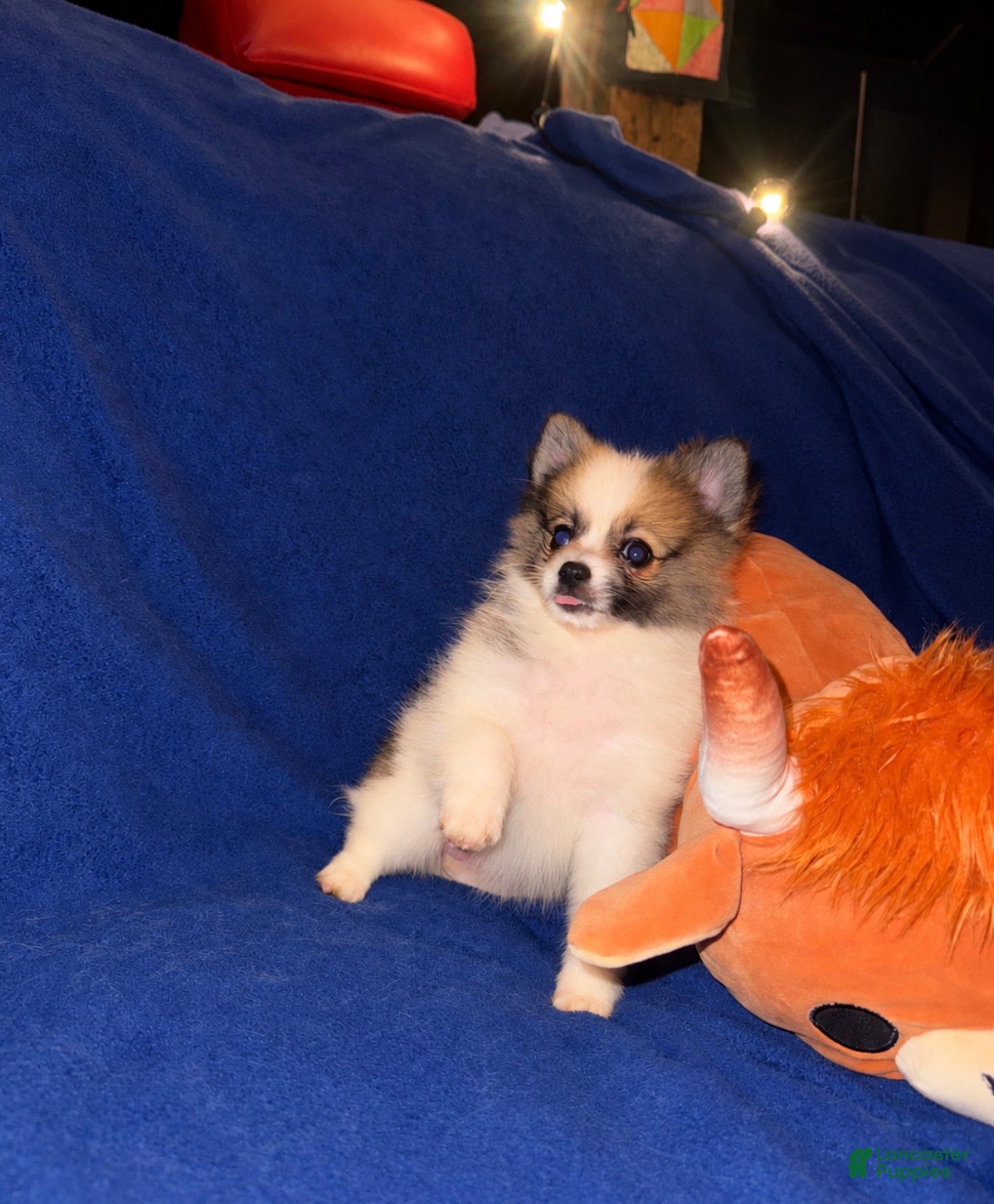 Pomeranian dogs Princess - Ad 1