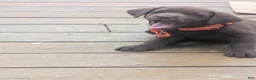 Labrador Retriever dogs for sale: Chocolate Female (Orange Collar) - Ad 6