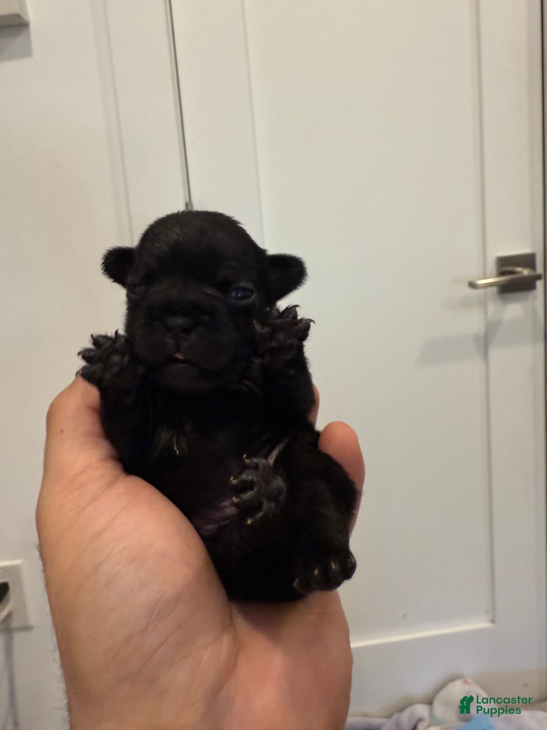 French Bulldog dogs for sale: Shadow  - Ad 5