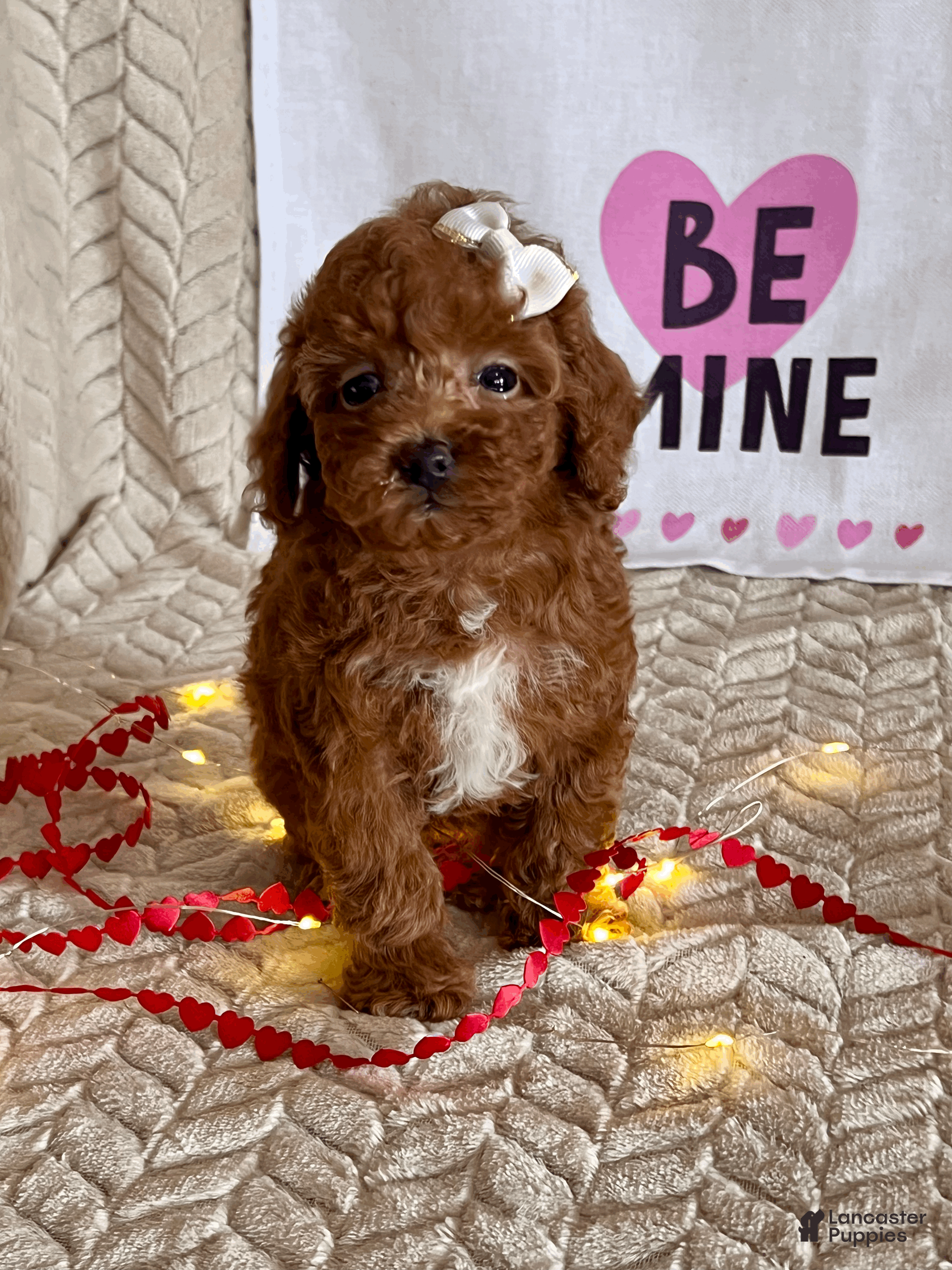 Toy Poodle dogs Allie - Ad 11