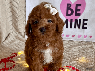 Toy Poodle dogs Allie - Ad 22