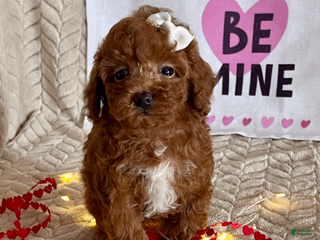 Toy Poodle dogs Allie - Ad 32