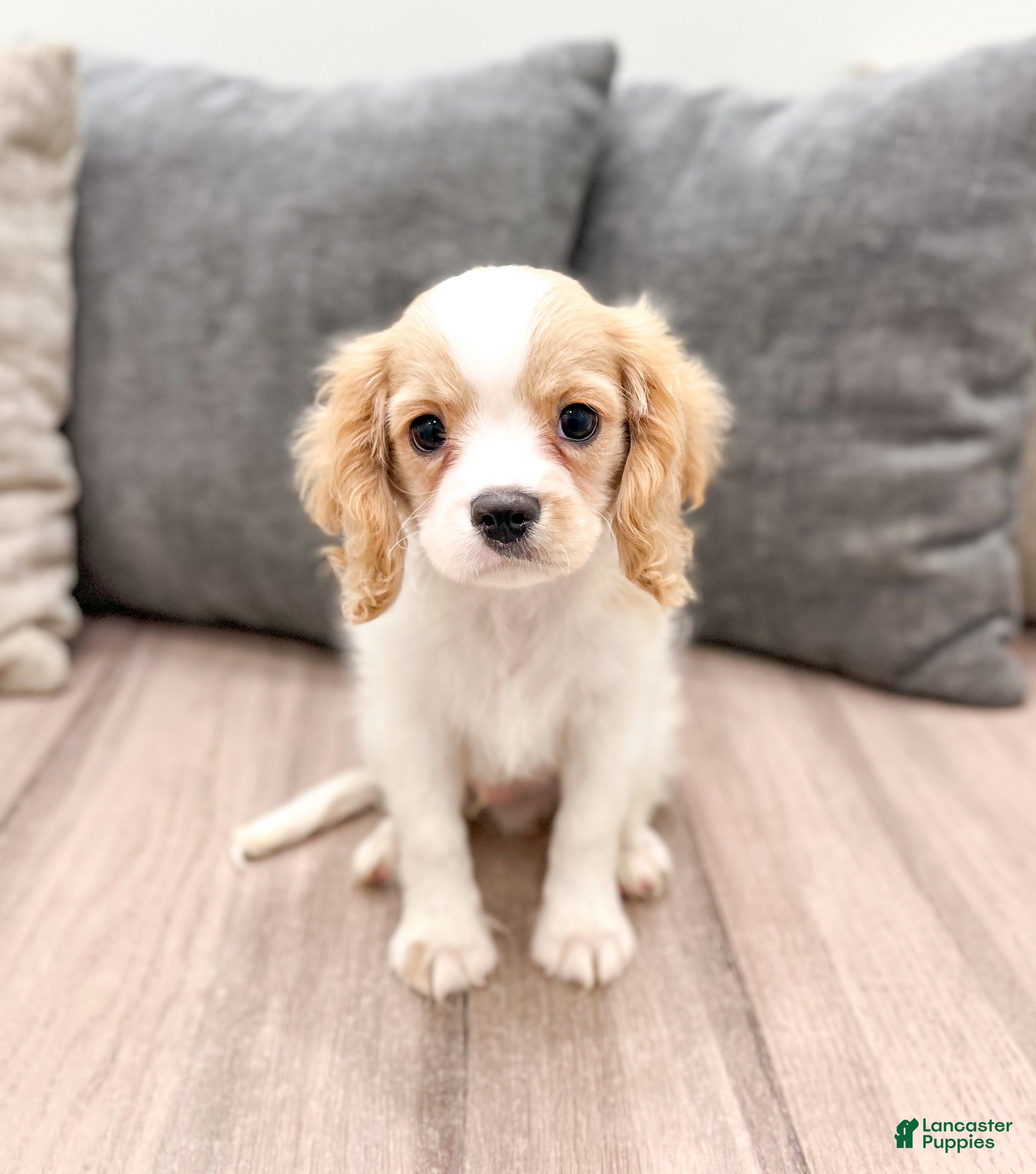 Cavalier King Charles Spaniel dogs Lucky - Ad 9