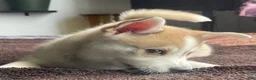 Alaskan Klee Kai dogs for sale: Vermithor (The Bronze Fury) - Ad 19