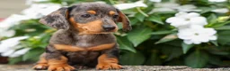 Miniature Dachshund dogs for sale: Holly 🌸 - Ad 13