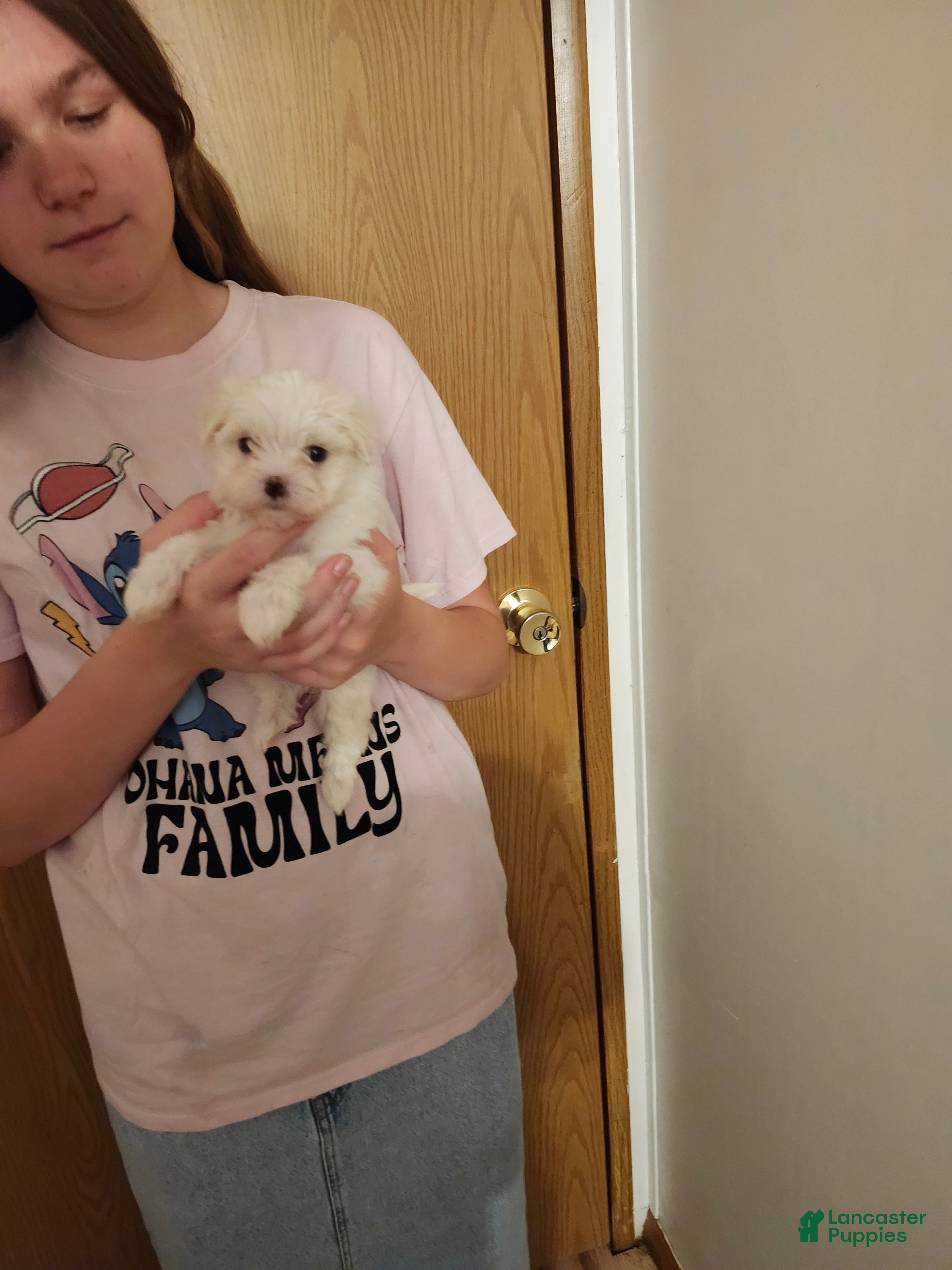 Maltese dogs Maltese 1 - Ad 28