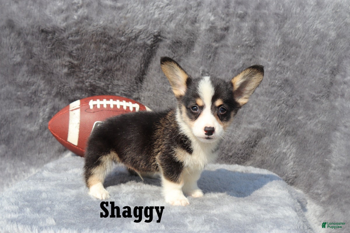 Welsh Corgi Pembroke dogs Shaggy - Ad 1