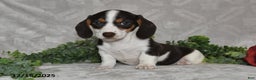 Dachshund dogs for sale: Della - Ad 1