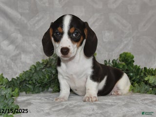 Dachshund dogs Della - Ad 39