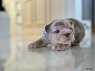 English Bulldog dogs Reserved - Emma - Ad 23