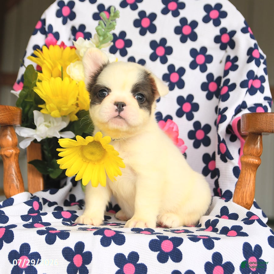 French Bulldog dogs Bunny - Ad 1