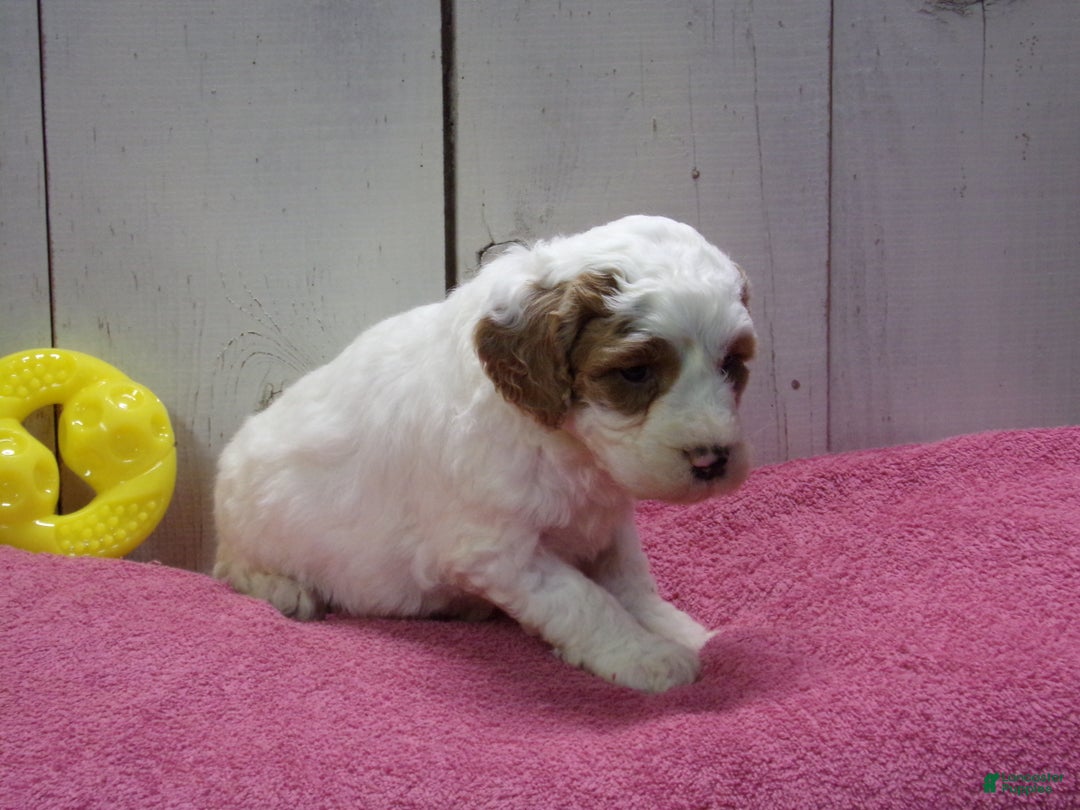 Goldendoodle dogs for sale: Harriet - Ad 4