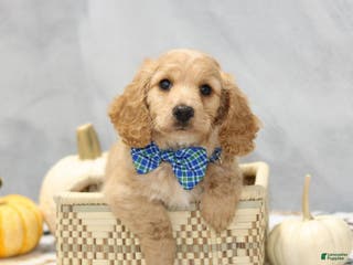 Miniature Dachshund dogs Gunner - Ad 1