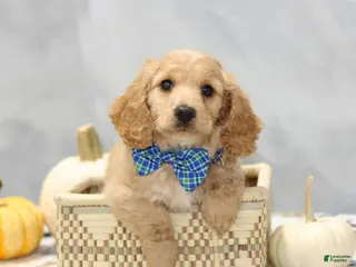 Miniature Dachshund dogs Gunner - Ad 23