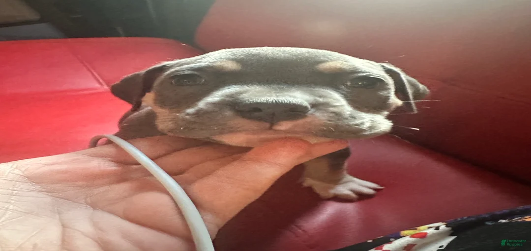 Gallery Image {{count}}