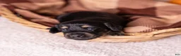 Miniature Dachshund dogs for sale: Cassi - Ad 3