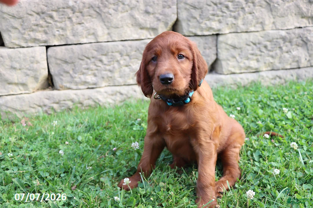 Irish Setter dogs for sale: Curly - Ad 1