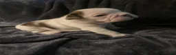 English Bulldog dogs for sale: English Bulldog 2 - Ad 5