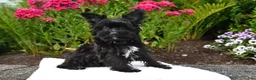 Yorkiepoo dogs for sale: Milo - Ad 2