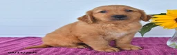 Golden Retriever dogs for sale: Caleb - Ad 4