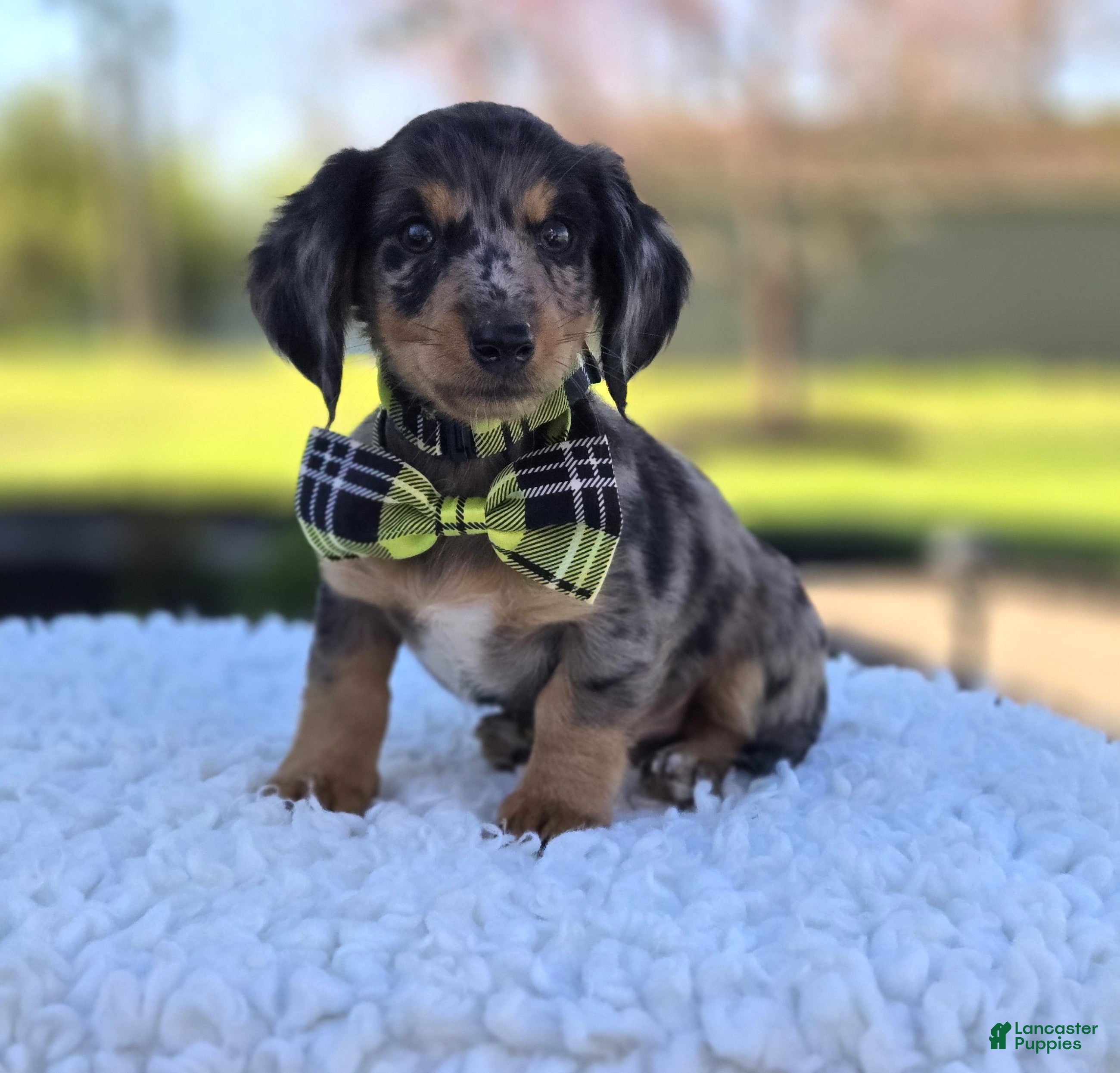 Miniature Dachshund dogs King - Ad 1