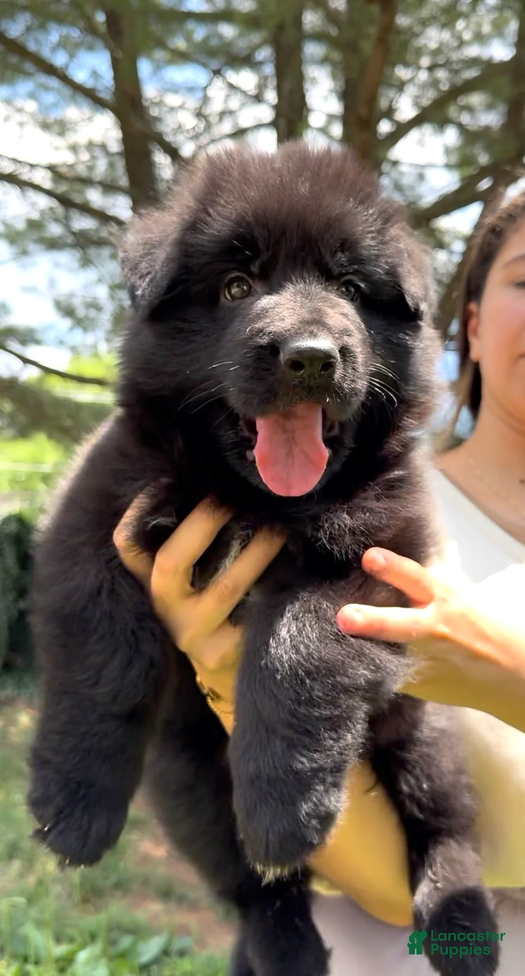 German Shepherd dogs for sale: Ranger - Ad 2