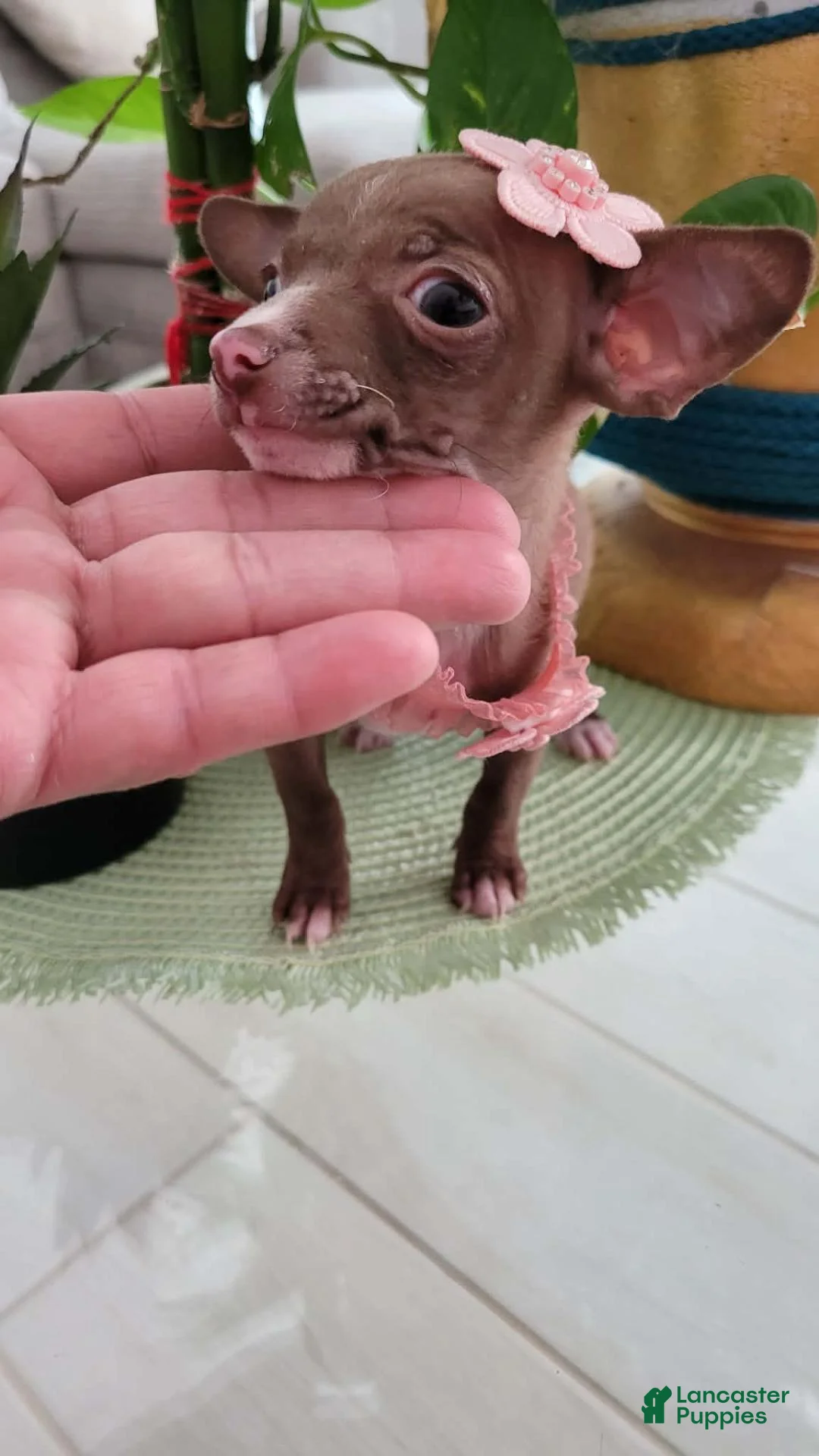 Chihuahua dogs for sale: Chihuahua 2 TEACUP LIL CHOCOLATE - Ad 1
