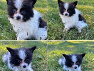 Pomeranian dogs - Ad 17