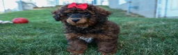 Miniature Poodle dogs for sale: MARSHALL - Ad 13