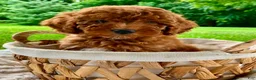 Miniature Poodle dogs for sale: Starla  - Ad 3