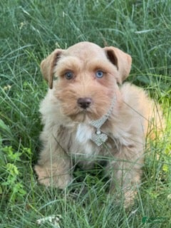 Schnauzer dogs Summer - Ad 2
